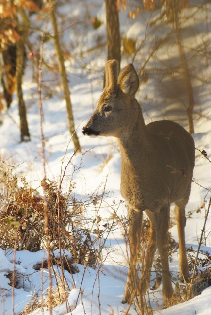 Il Capriolo